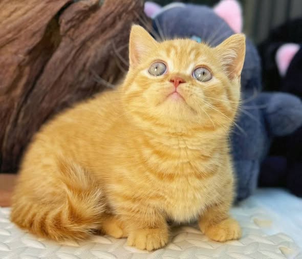 Munchkin