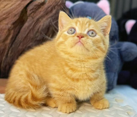 Munchkin