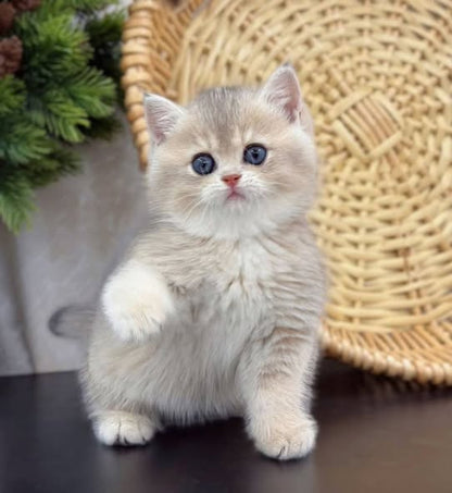 British Shorthair