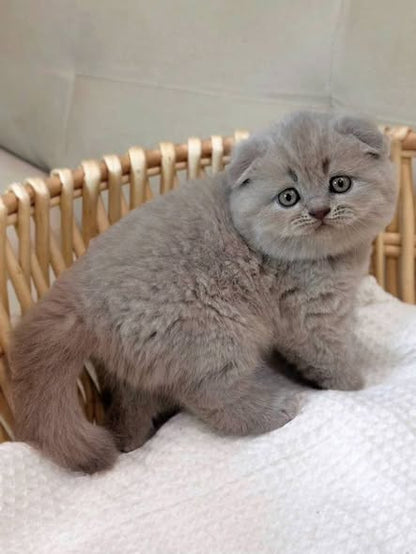 Scottish Fold