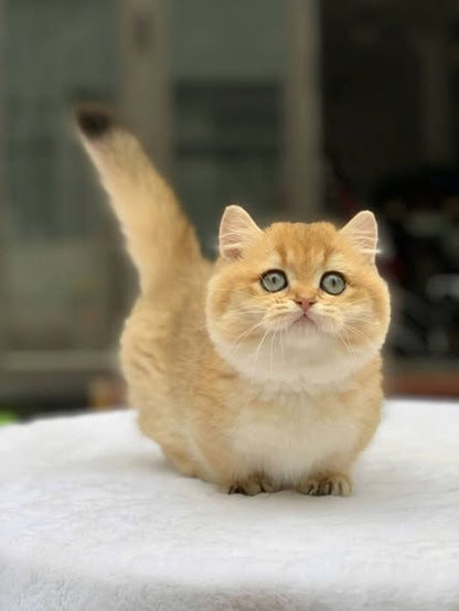 Munchkin