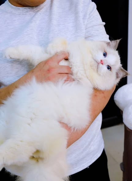 Ragdoll