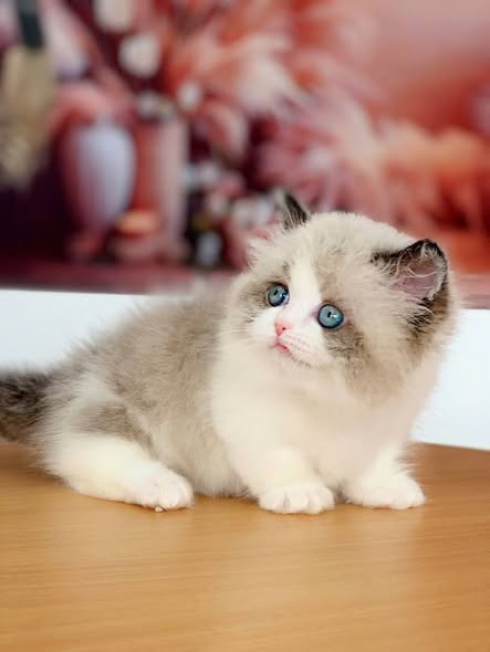 Munchkin