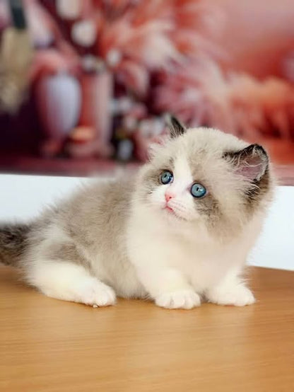 Munchkin