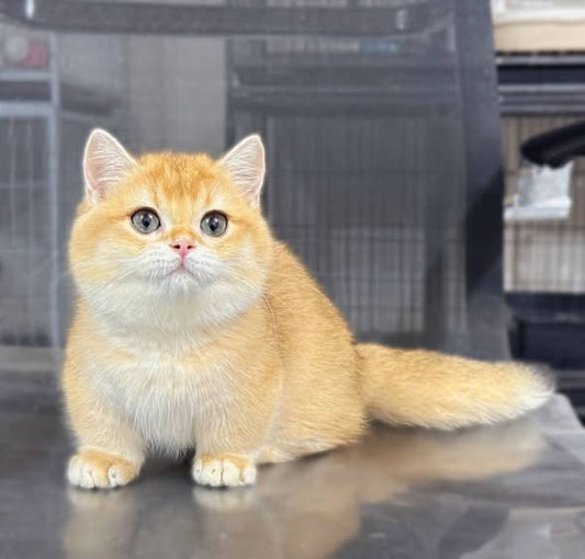 Munchkin