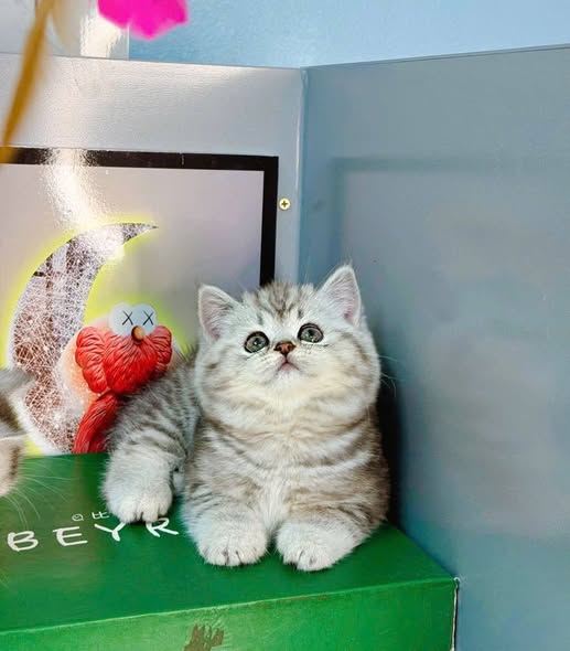 British Shorthair