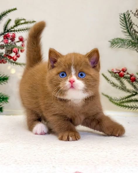 British Shorthair
