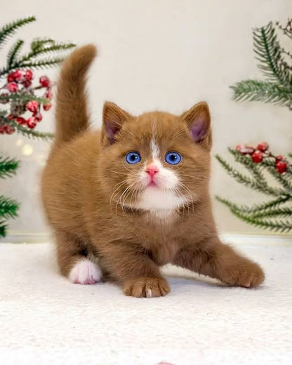 British Shorthair