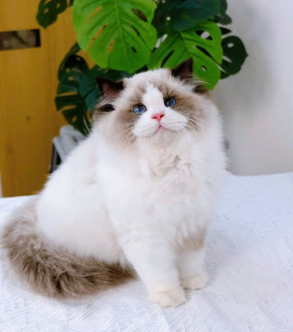 Ragdoll