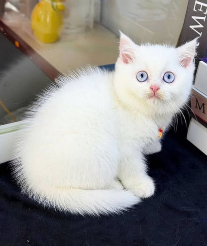 British Shorthair