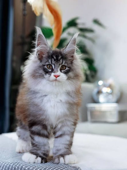 Maine Coon