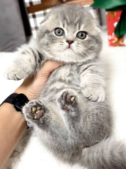 Munchkin Fold