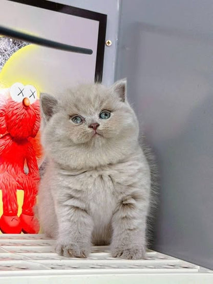 British Shorthair