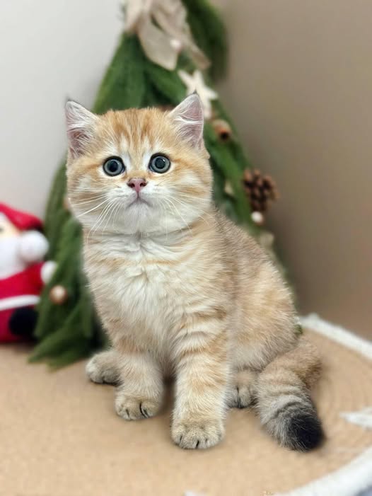 British Shorthair