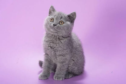 British Shorthair