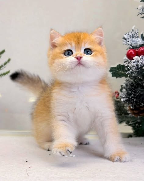 Munchkin