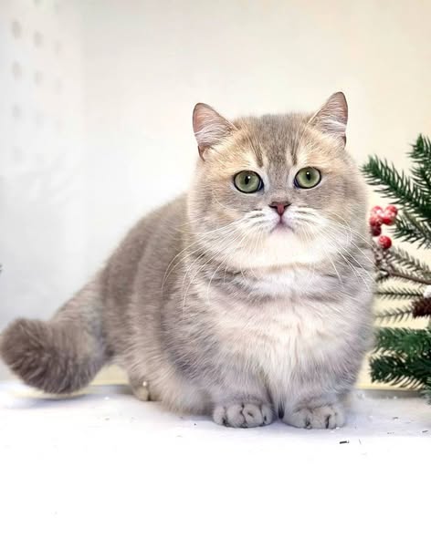 Munchkin
