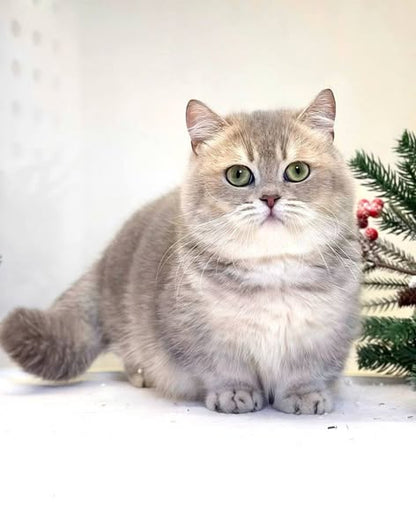 Munchkin