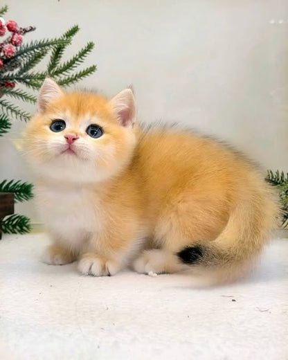 Munchkin