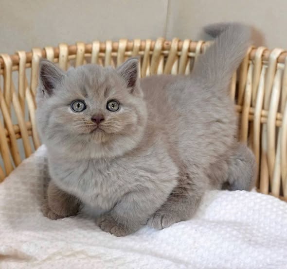 British Shorthair
