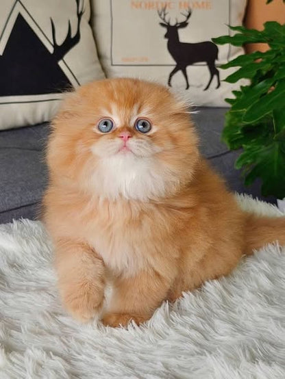 Scottish Fold