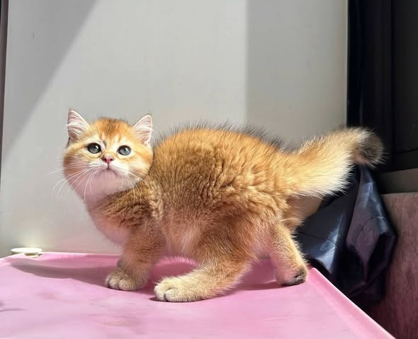 British Shorthair