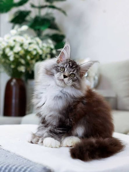 Maine Coon