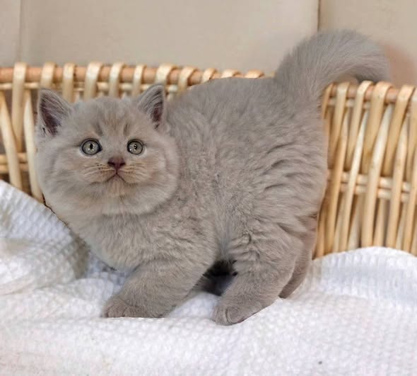 British Shorthair