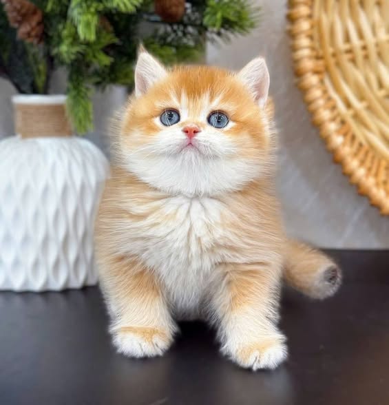 British Shorthair