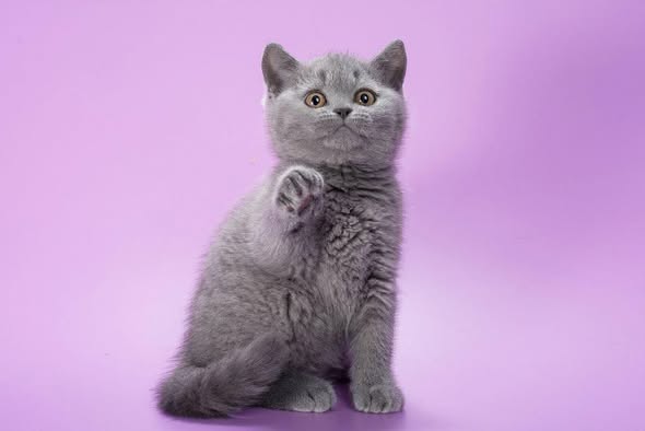 British Shorthair