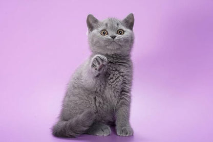 British Shorthair