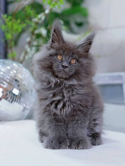 Maine Coon