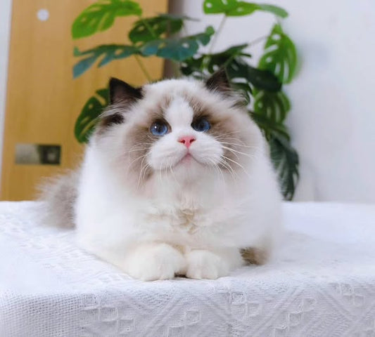 Ragdoll