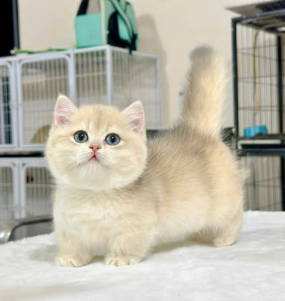 Munchkin