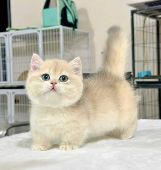Munchkin