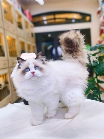 Ragdoll