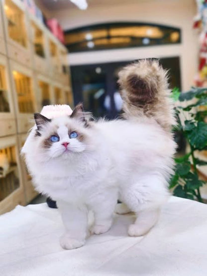 Ragdoll