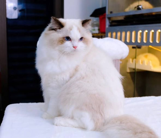 Ragdoll