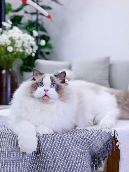 Ragdoll