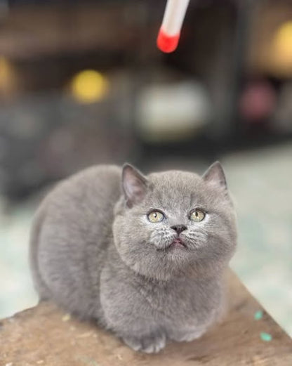 Munchkin