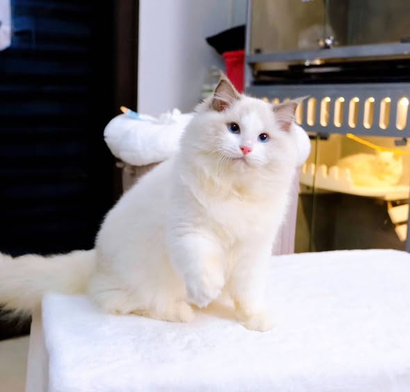 Ragdoll