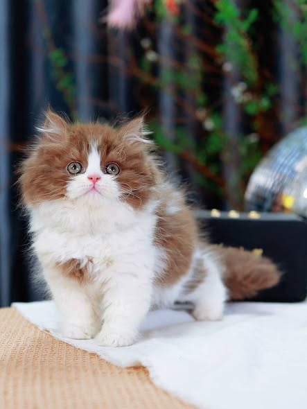 British Longhair
