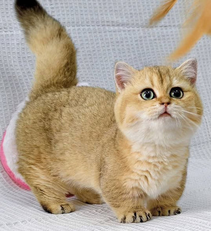 Munchkin