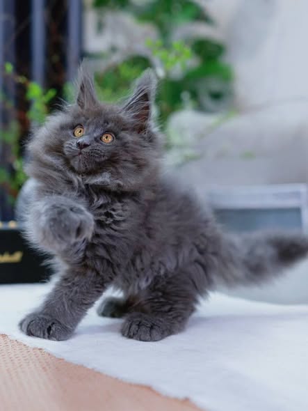 Maine Coon