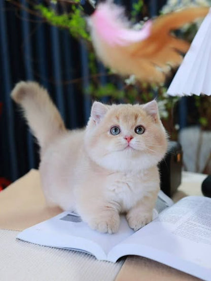 Munchkin