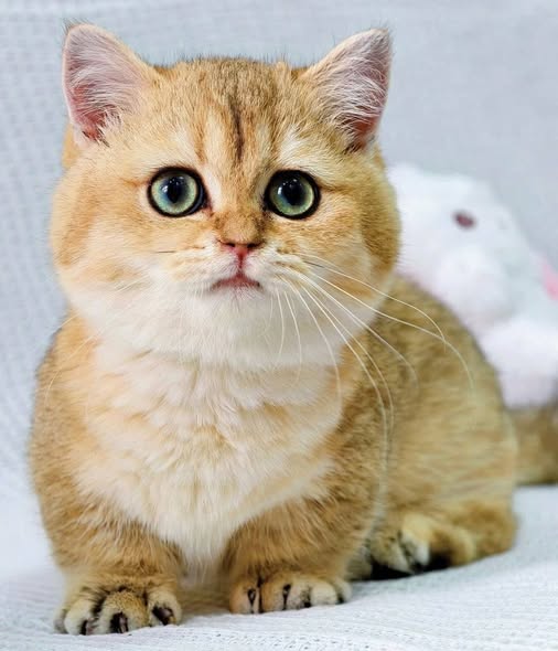 Munchkin