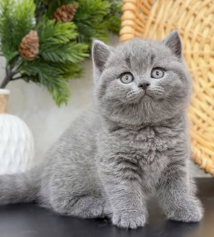 British Shorthair