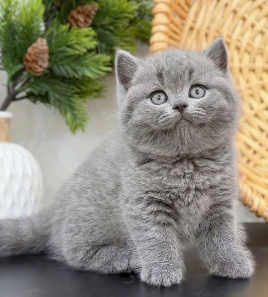 British Shorthair