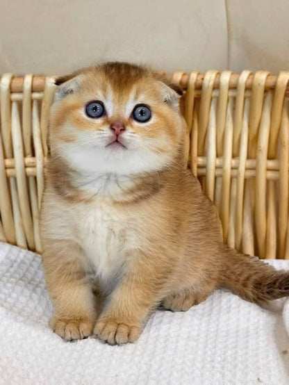 Scottish Fold