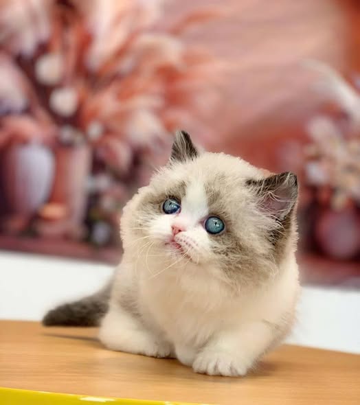 Munchkin